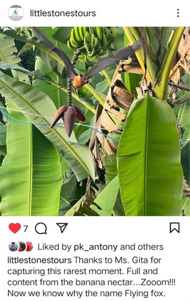 Bird watching